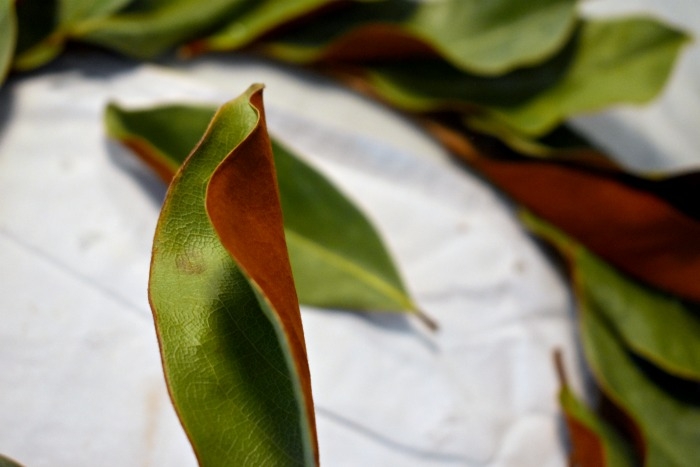 Magnolia Wreath