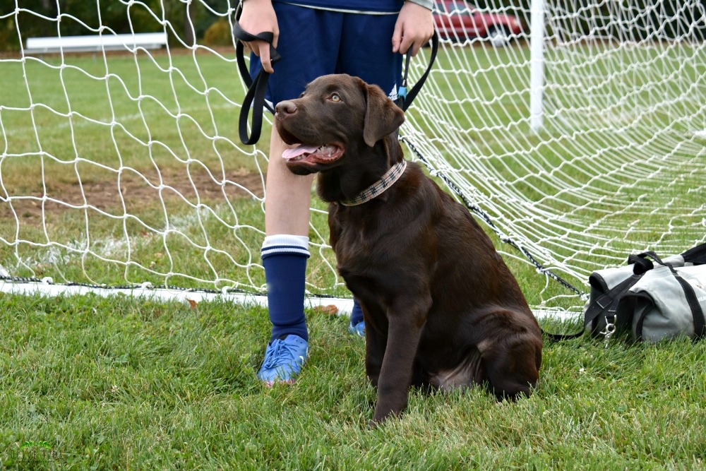 5 Puppy Must-Haves for a Fall Soccer Game