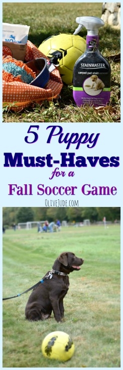 5 Puppy Must-Haves for a Fall Soccer Game