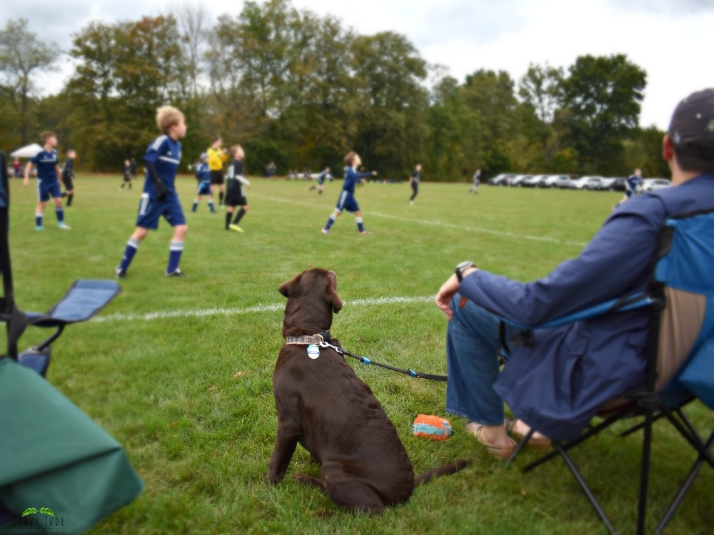 5 Puppy Must-Haves for a Fall Soccer Game