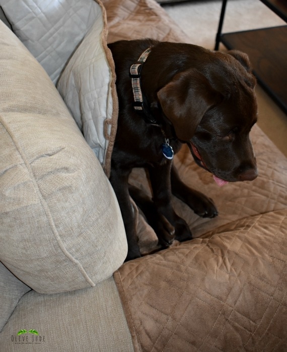 Protect Your Couch from Your Pet #SOFAPROTECTOR #LOVESEATPROTECTOR #CHAIRPROTECTOR